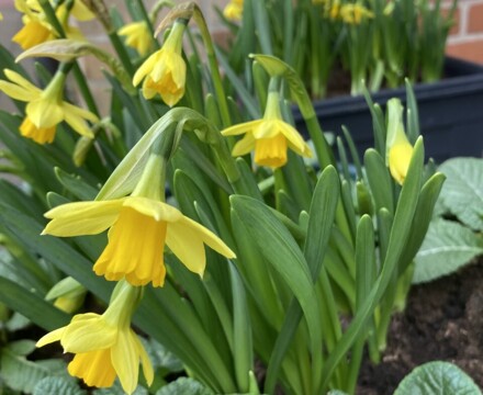 Daffodills